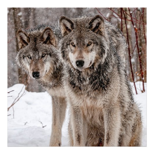 Eastern Gray Wolf Foto Afdruk (Voorkant)