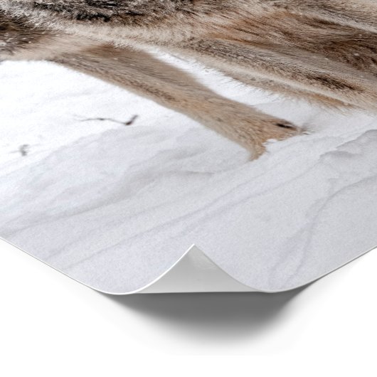 Eastern Gray Wolf Poster (Hoek)