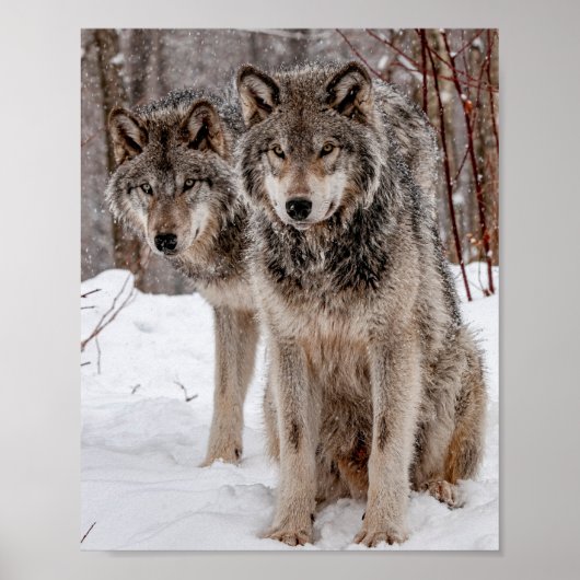 Eastern Gray Wolf Poster (Voorkant)