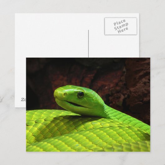 Eastern Green Mamba Dendroaspis Angusticeps Briefkaart (Voorkant / Achterkant)