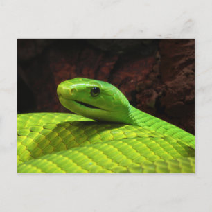 Eastern Green Mamba Dendroaspis Angusticeps Briefkaart
