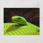 Eastern Green Mamba Dendroaspis Angusticeps Briefkaart (Voorkant)