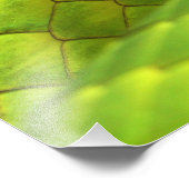 Eastern Green Mamba Dendroaspis Angusticeps Foto Afdruk (Hoek)