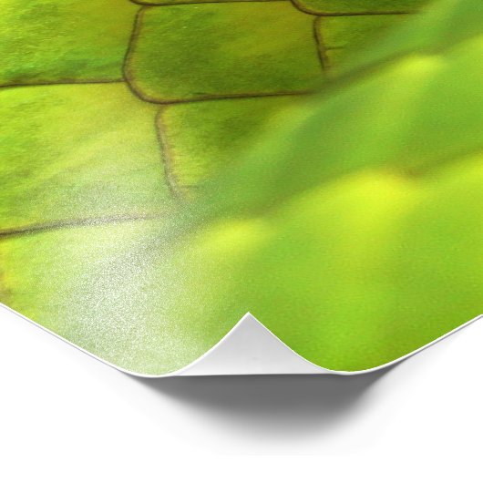 Eastern Green Mamba Dendroaspis Angusticeps Foto Afdruk (Hoek)