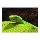 Eastern Green Mamba Dendroaspis Angusticeps Foto Afdruk (Voorkant)