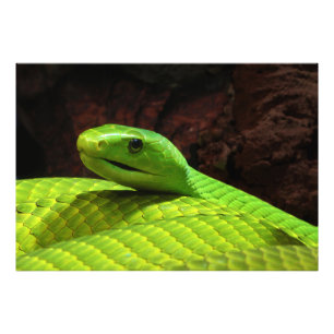 Eastern Green Mamba Dendroaspis Angusticeps Foto Afdruk
