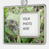 Eastern Grey Treefrog Nature Photography Verzilverd Omlijst Ornament (Links)