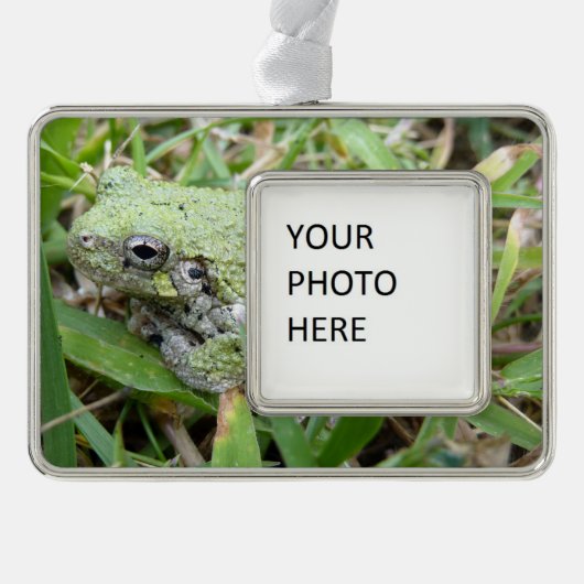 Eastern Grey Treefrog Nature Photography Verzilverd Omlijst Ornament (Voorkant)