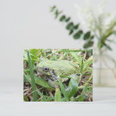 Eastern Grey Treefrog Natuur Fotografie Briefkaart (Staand voorkant)
