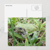 Eastern Grey Treefrog Natuur Fotografie Briefkaart (Voorkant / Achterkant)
