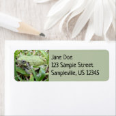 Eastern Grey Treefrog Natuur Fotografie Etiket (Insitu)