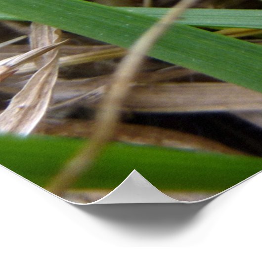 Eastern Grey Treefrog Natuur Fotografie Poster (Hoek)