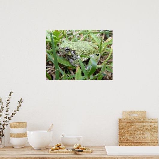 Eastern Grey Treefrog Natuur Fotografie Poster (Keuken)