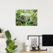 Eastern Grey Treefrog Natuur Fotografie Poster (Thuiskantoor)
