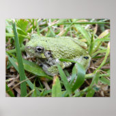 Eastern Grey Treefrog Natuur Fotografie Poster (Voorkant)