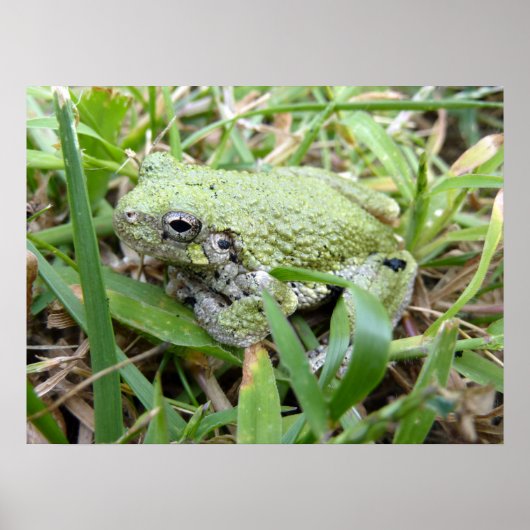 Eastern Grey Treefrog Natuur Fotografie Poster (Voorkant)