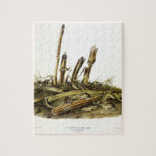 Eastern Harvest Mouse of Little Harvest Mouse Legpuzzel