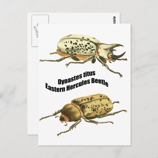 Eastern Hercules Beetle Briefkaart (Voorkant / Achterkant)