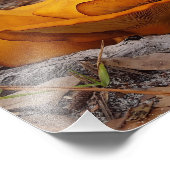 Eastern Jack O'Lantern Mushrooms Foto Afdruk (Hoek)