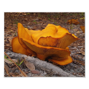 Eastern Jack O'Lantern Mushrooms Foto Afdruk