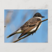 Eastern Kingbird Flycatcher Songbird op een tak Briefkaart (Voorkant)