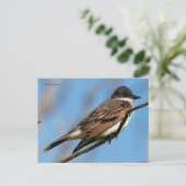 Eastern Kingbird Flycatcher Songbird op een tak Briefkaart (Staand voorkant)