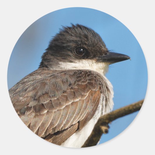 Eastern Kingbird op een filiaal Ronde Sticker (Voorkant)