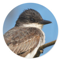 Eastern Kingbird op een filiaal