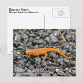 Eastern Newt Briefkaart (Voorkant / Achterkant)