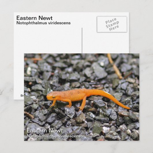 Eastern Newt Briefkaart (Voorkant / Achterkant)