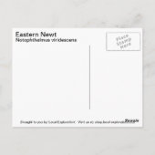 Eastern Newt Briefkaart (Achterkant)