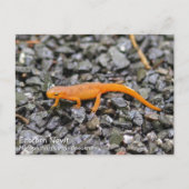 Eastern Newt Briefkaart (Voorkant)