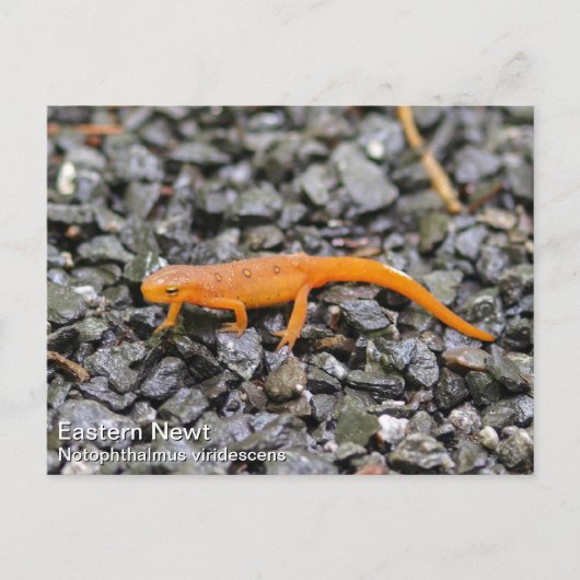 Eastern Newt Briefkaart (Voorkant)