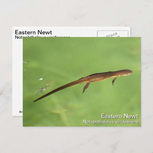 Eastern Newt Briefkaart (Voorkant / Achterkant)