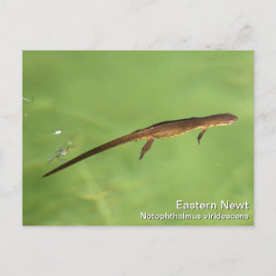 Eastern Newt Briefkaart