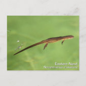 Eastern Newt Briefkaart (Voorkant)
