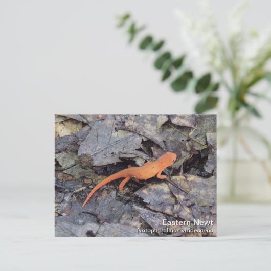 Eastern Newt Briefkaart (Staand voorkant)