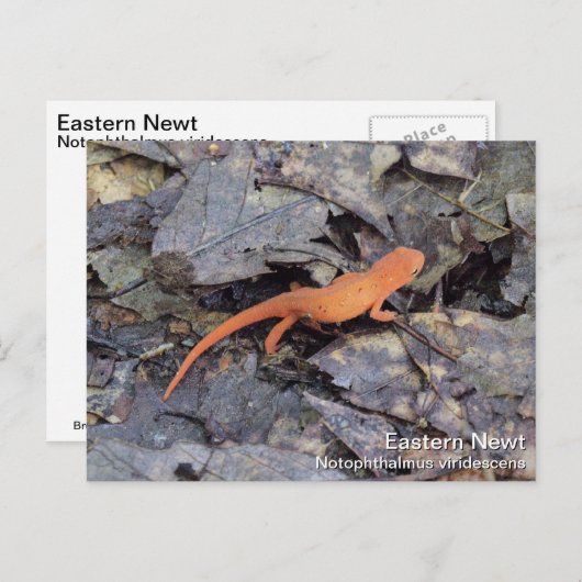 Eastern Newt Briefkaart (Voorkant / Achterkant)