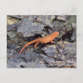 Eastern Newt Briefkaart (Voorkant)