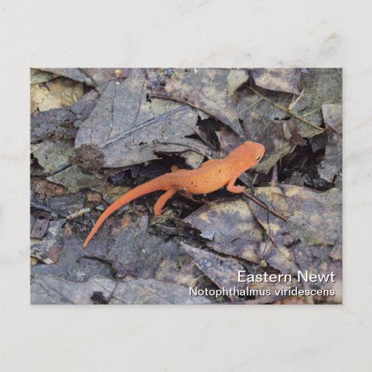 Eastern Newt Briefkaart (Voorkant)