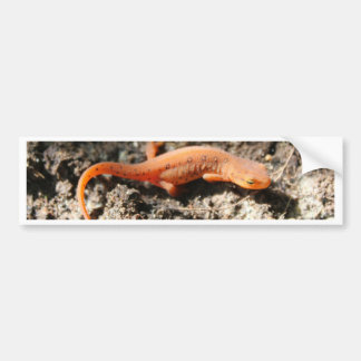Eastern Newt Bumpersticker