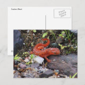 Eastern Newt Photo Briefkaart (Voorkant / Achterkant)