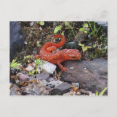 Eastern Newt Photo Briefkaart (Voorkant)