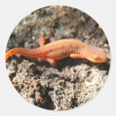 Eastern Newt Ronde Sticker (Voorkant)