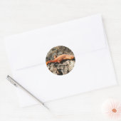 Eastern Newt Ronde Sticker (Envelop)