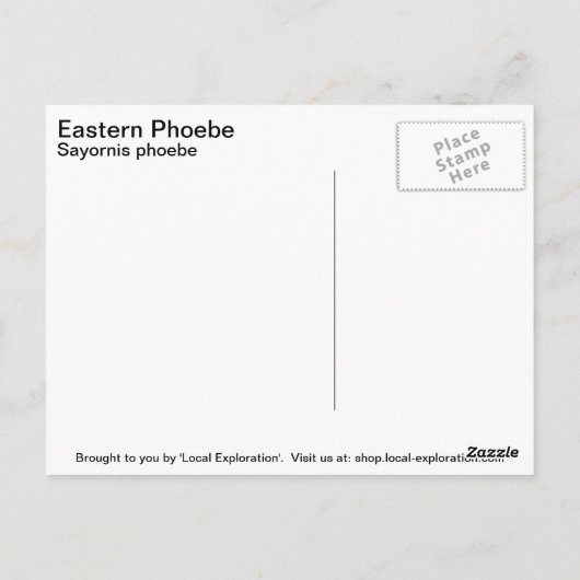Eastern Phoebe Briefkaart (Achterkant)