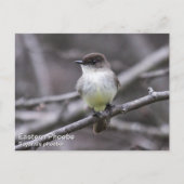 Eastern Phoebe Briefkaart (Voorkant)