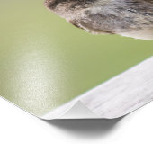 Eastern Phoebe Gathering Mud for Nest Photo Print Foto Afdruk (Hoek)