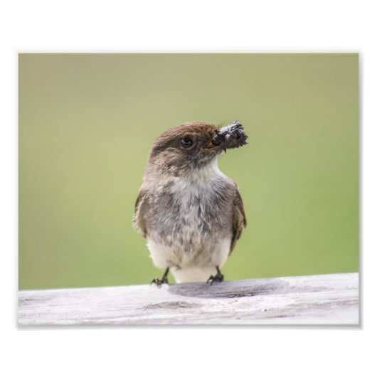 Eastern Phoebe Gathering Mud for Nest Photo Print Foto Afdruk (Voorkant)