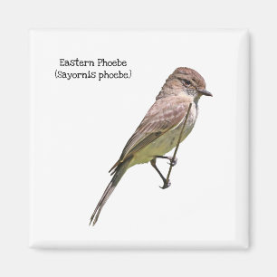Eastern Phoebe Magneet